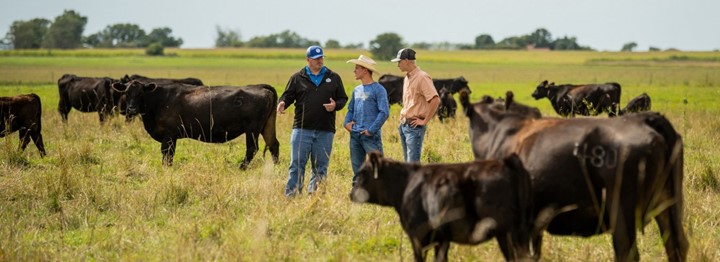 View of professor and students standing in a field with cows.