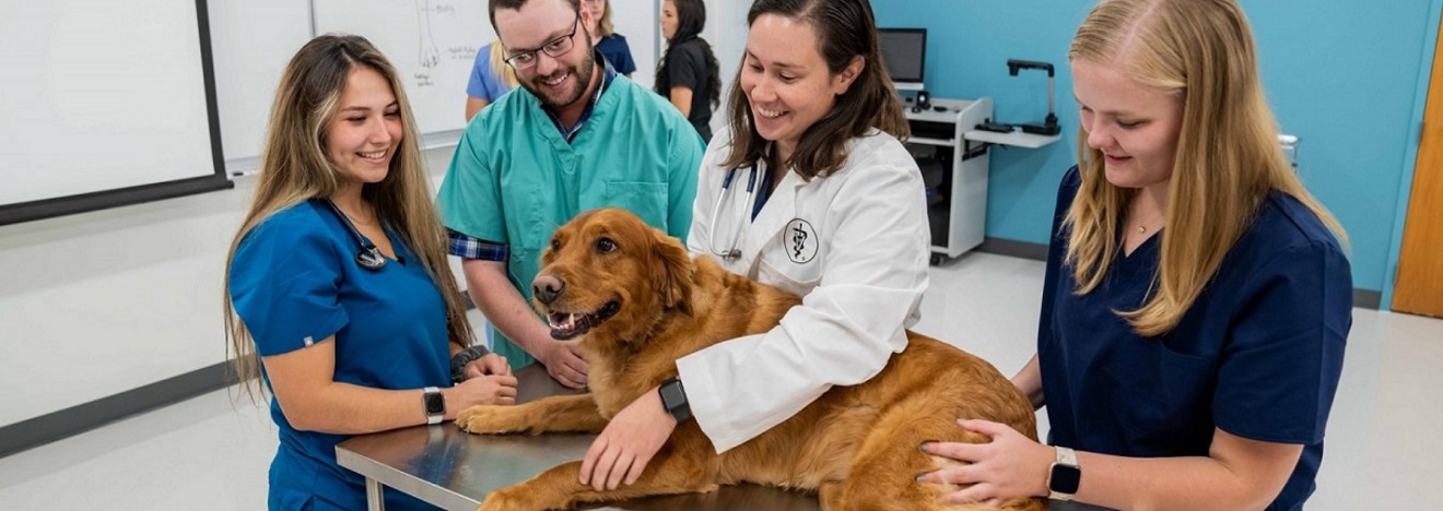 Veterinarian performing a physical exam on a golden retriever as three veterinary students look on.