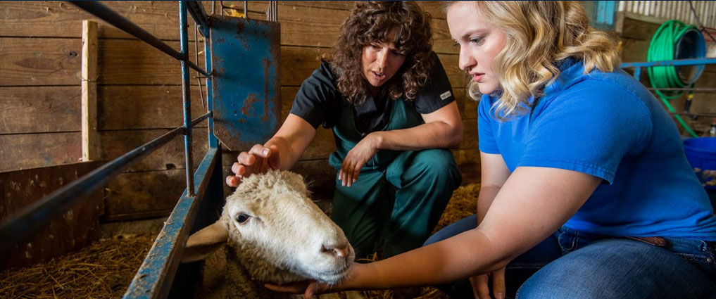 Veterinarian and student looking at a sheep.