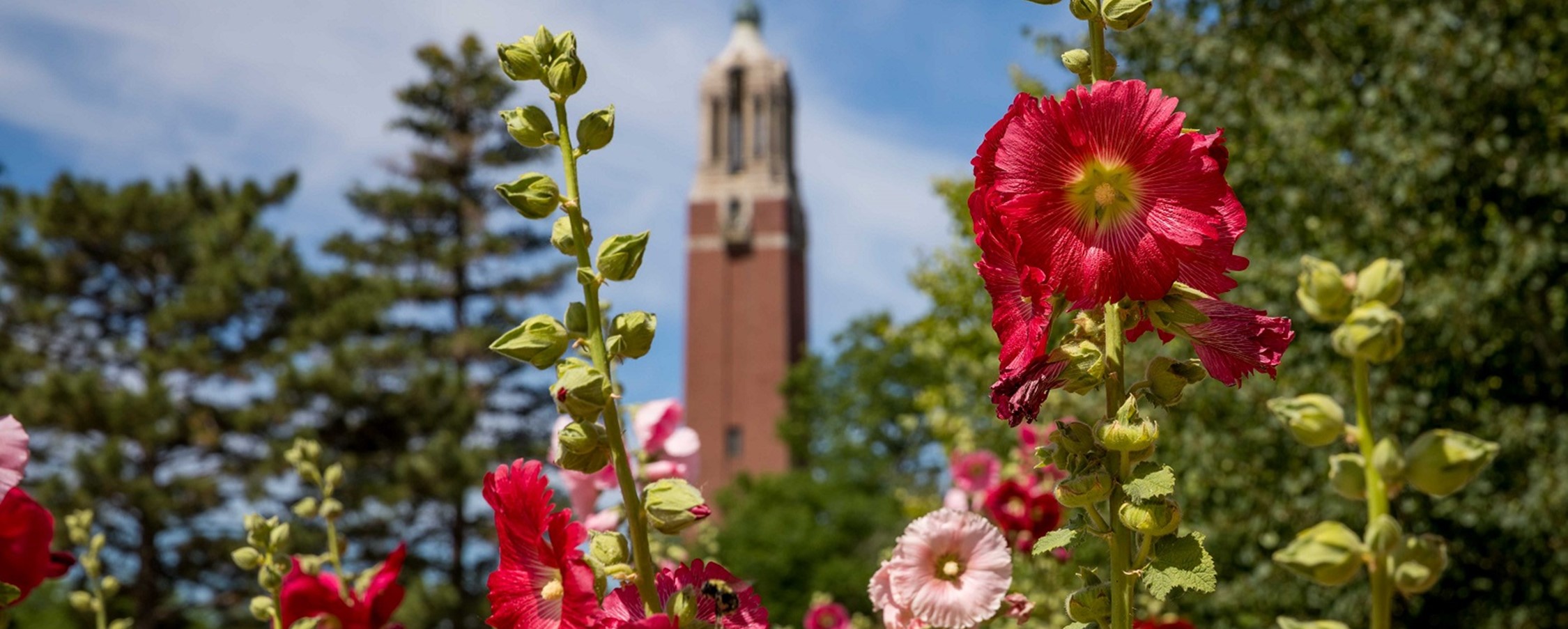 View of the Campanille with red flowers in the foreground of the image.