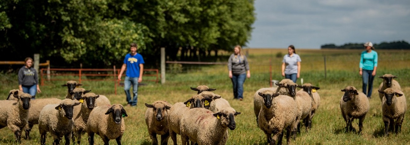 Students walking behind sheep in a field.