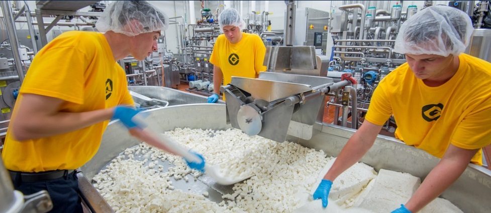 Students making cheese at the Davis Dairy Plant.
