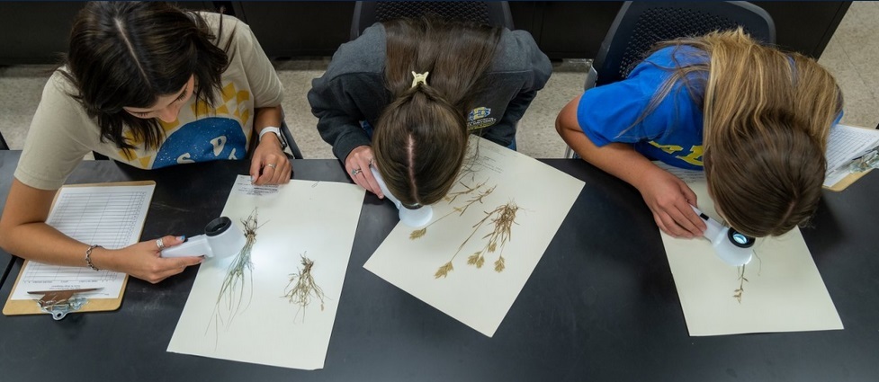 Three students looking at plants in a lab.