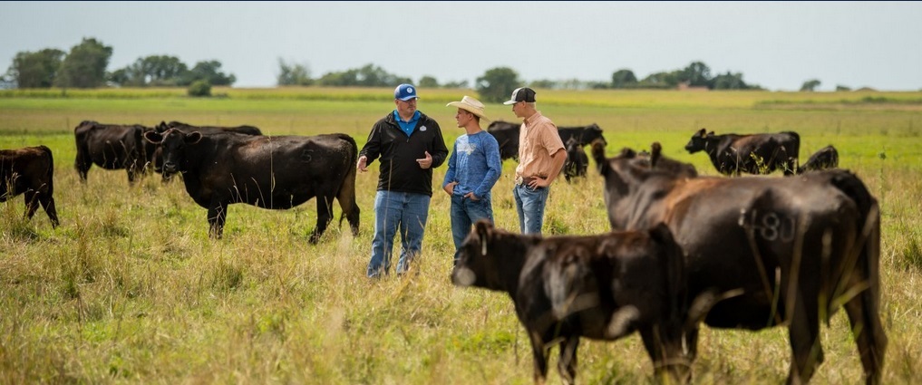 Professor and students standing in a field with cows.