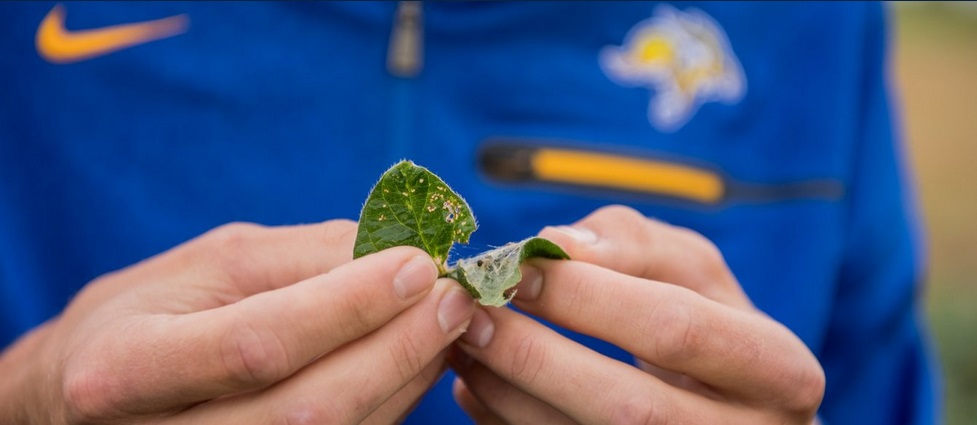 Close view of someone holding a leaf.