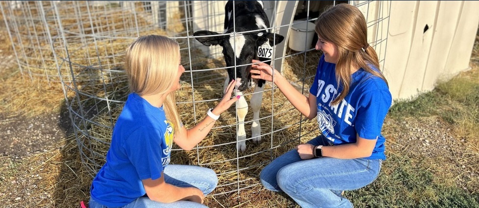 Students making cheese at the Davis Dairy Plant.