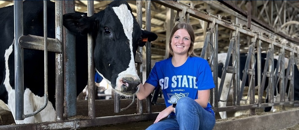 Student kneeling next to a calf.