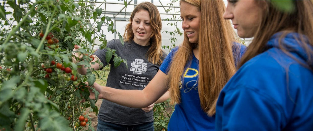 Students in a greenhouse next to tomatoes.