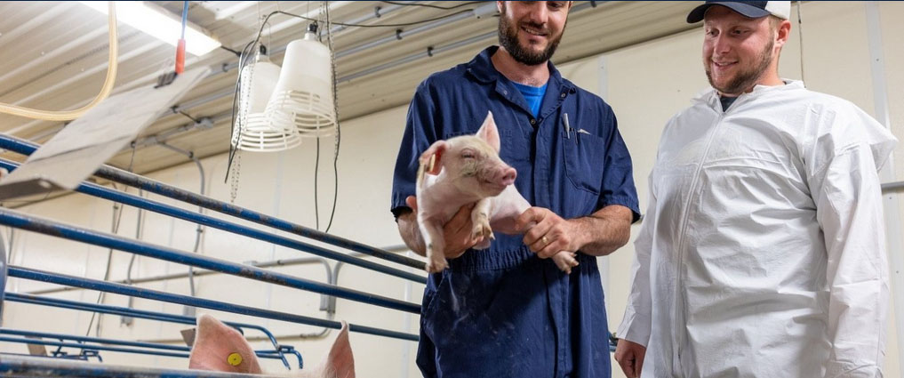 Students looking at a baby pig.