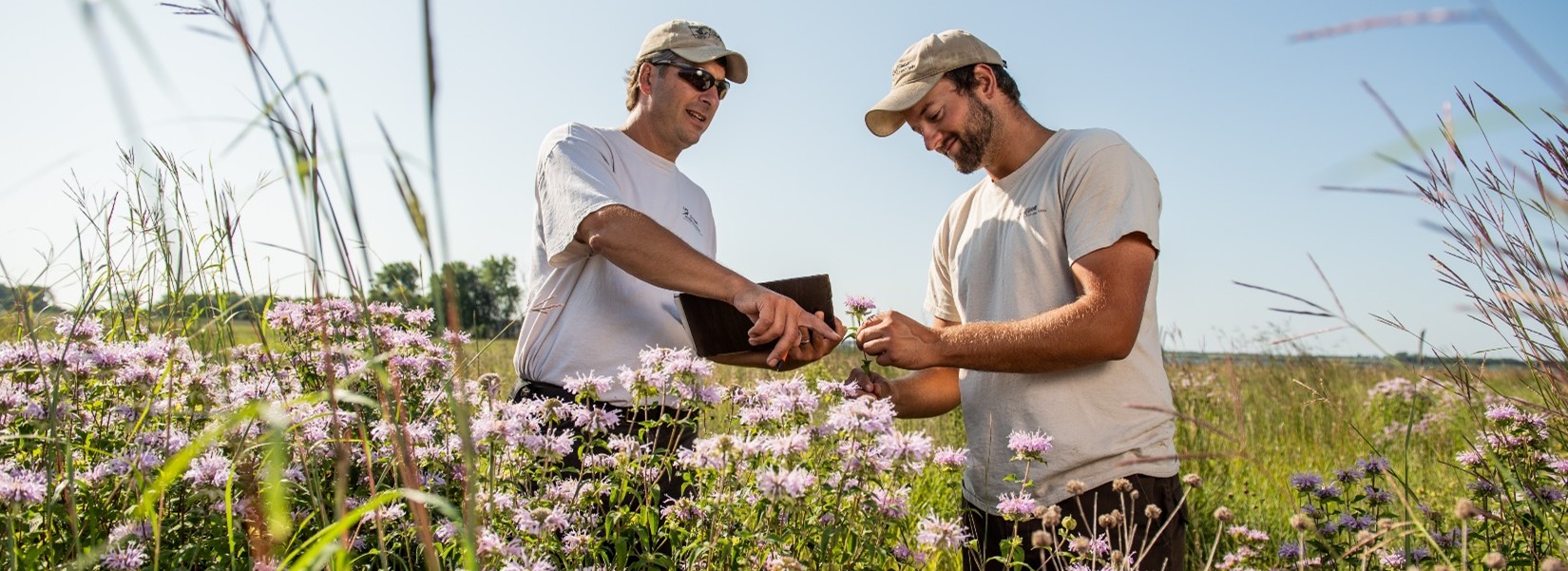 Student and professor standing in a field looking at plants.