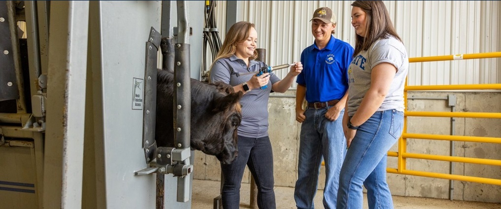 A veterinarian works with a cow while two students watch.