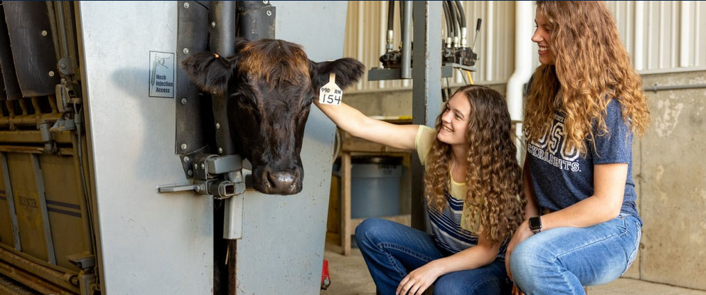 Two students kneel next to a cow.