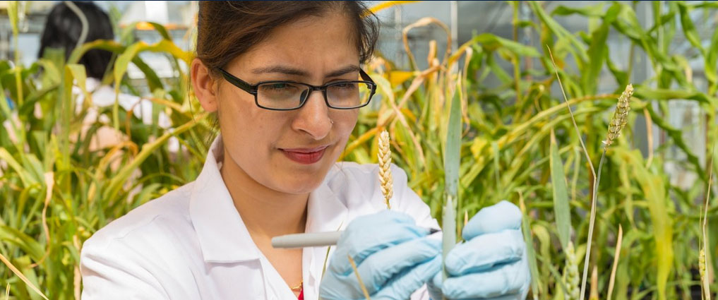 Graduate student working in a greenhouse.