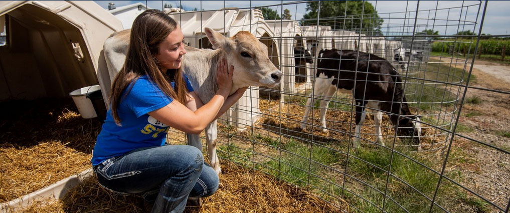 Student kneeling next to a calf.