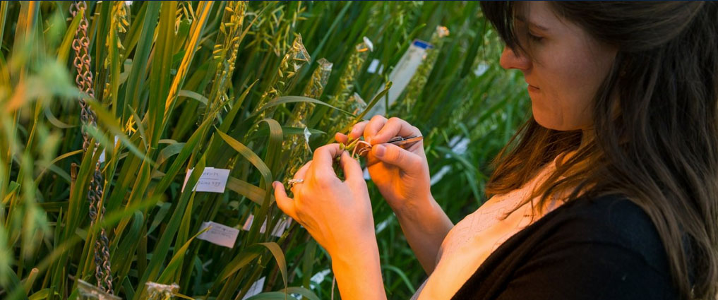 Student working in a greenhouse.