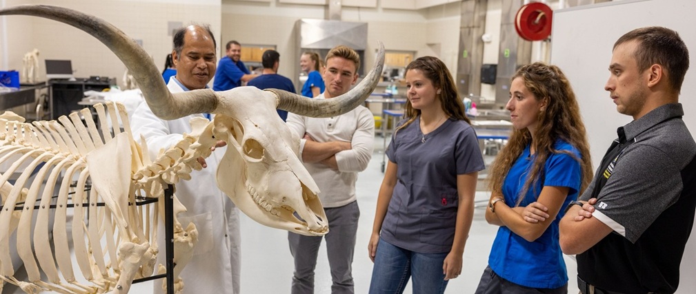 Students gather around cow skeleton as professor points to a bone in the neck.