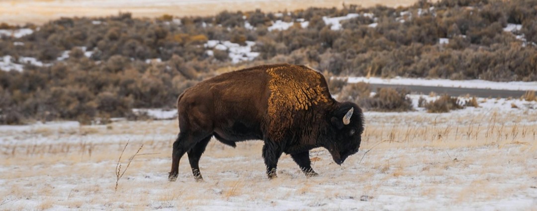 View of a bison standing in light snow on prairie grass.