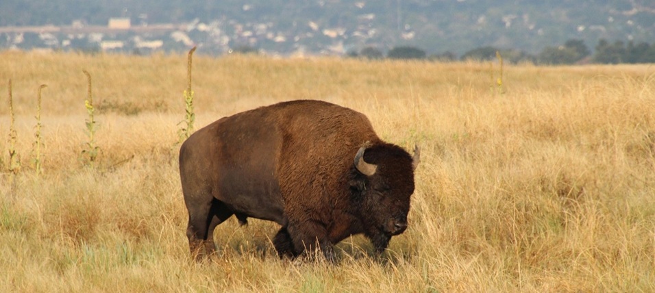 View of a bison grazing in tall grass.