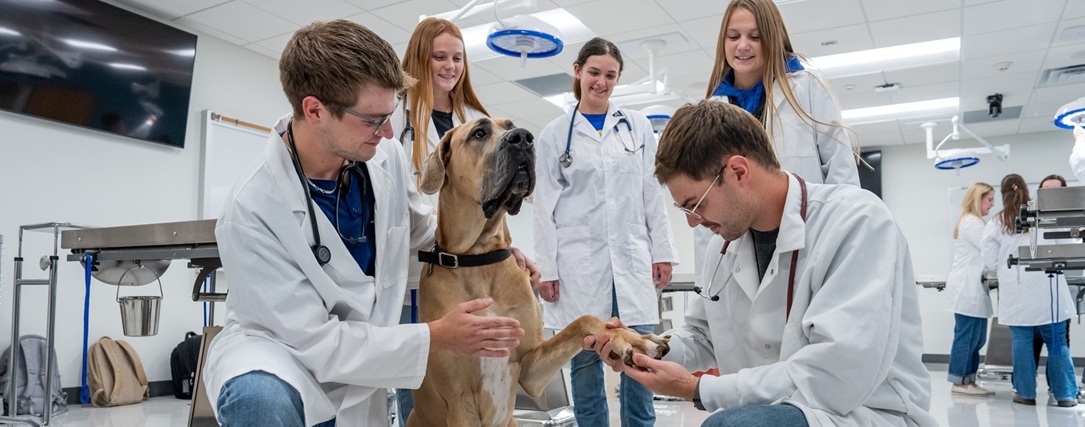 Pre-veterinary medicine students performing a physical exam on a dog as other students look on.