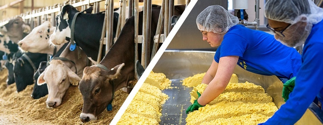 Split image with cows and students making cheese.